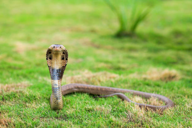 il cobra monoccolato, naja kaouthia, chiamato anche cobra monocellato, o cobra indiano sputatore, �è una specie di cobra velenoso diffusa in tutto il sud e sud-est asiatico, bengala occidentale india - cobra foto e immagini stock