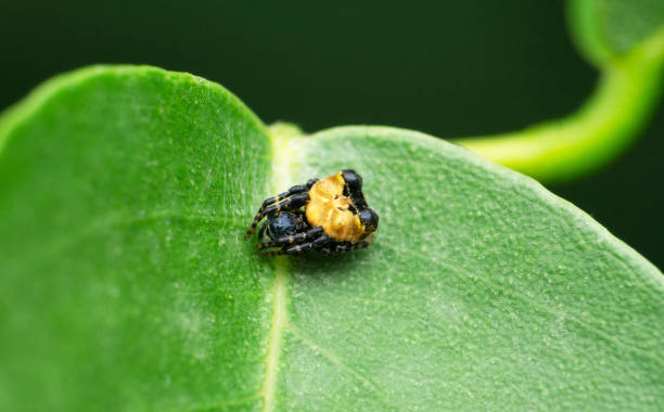 istock Orb weaver spider, Satara, Maharashtra, India 1420903754