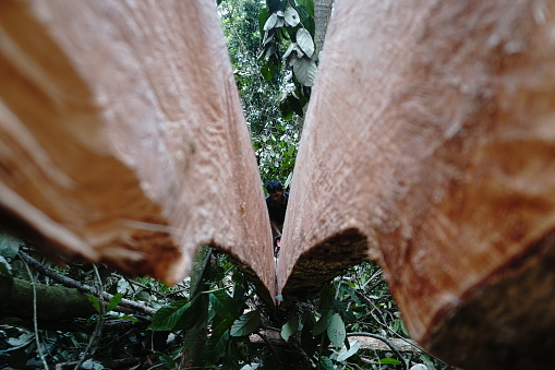 a carpenter illegally cuts and splits wood in Aceh's Ulu Masen ecosystem for sale on April 16, 2022