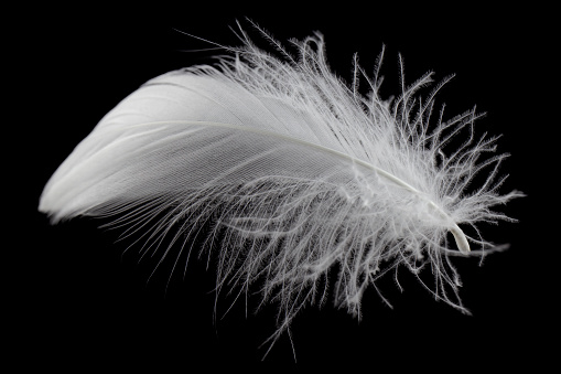 White Feather Isolated on White Background. Swan Feather