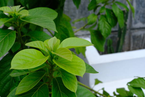 istock avocado tree in the yard on the pot 1420906299
