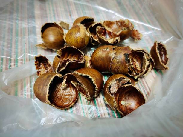 Roasted Chestnut Shells stock photo