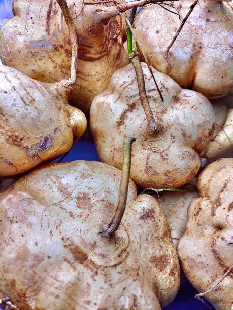 Fresh Jicama Roots Root of Jicama, Mexican Yam Bean, Mexican Turnip or Pachyrhizus Erosus. pachyrhizus erosus stock pictures, royalty-free photos & images
