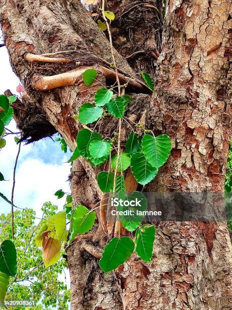 Small Young Banyan Or Sacred Fig Tree Stock Photo - Download Image Now - Banyan Tree, Buddha, Color Image