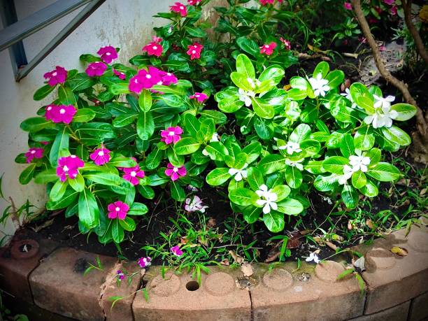 Flower and Plant, Beautiful Pink and White Catharanthus Roseus, Madagascar Periwinkle, Rose Periwinkle or Teresita Flowers in A Garden.