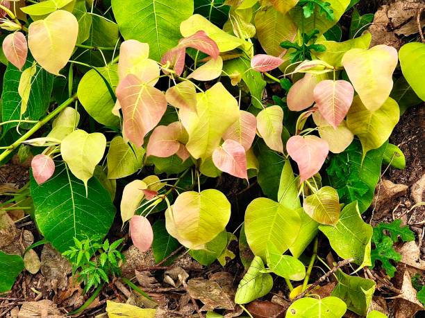 Small Young Banyan or Sacred Fig Tree Young Sacred Fig, Bodhi Tree or Ficus Religiosa, The Simbolic of Buddhism. banyan tree peepal tree leaf stock pictures, royalty-free photos & images
