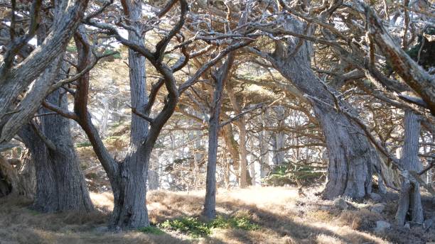숲속의 뒤틀린 나무들. 신비한 마른 나무, 이끼 소나무 사이프러스 숲. - twisted branch tree california 뉴스 사진 이미지