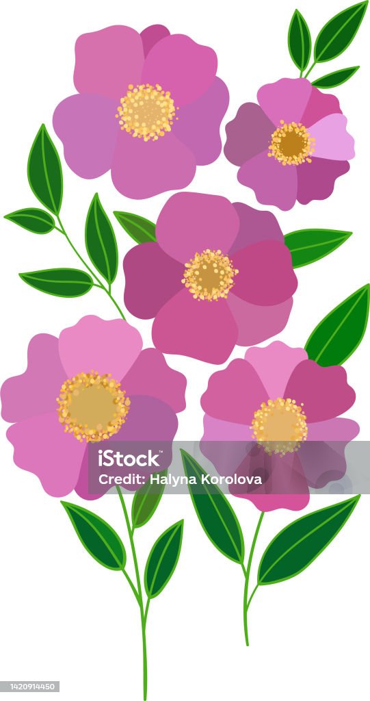 Ruby Flower Drawing Bouquet Of Ruby Camellia Bright Fresh Flowers Five Large Flowers With ...