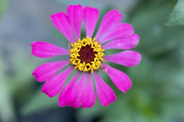 istock Beautiful flower close up at garden 1420919592