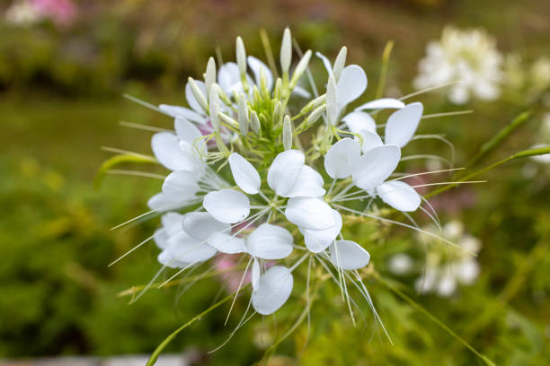 istock Beautiful flower close up at garden 1420920320