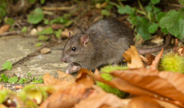 Close up of a wild brown rat in Autumn, foraging for bird seed in a garden with golden leaves and chestnuts.   Facing left.  Scientific name: Rattus norvegicus. stock photo