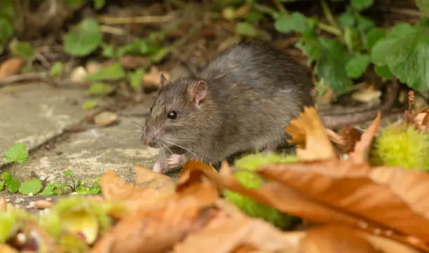 Photo of Close up of a wild brown rat in Autumn, foraging for bird seed in a garden with golden leaves and chestnuts.   Facing left.  Scientific name: Rattus norvegicus.