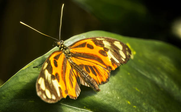istock American monarch, Danaus plexippus, resting on a green leaf 1420920551