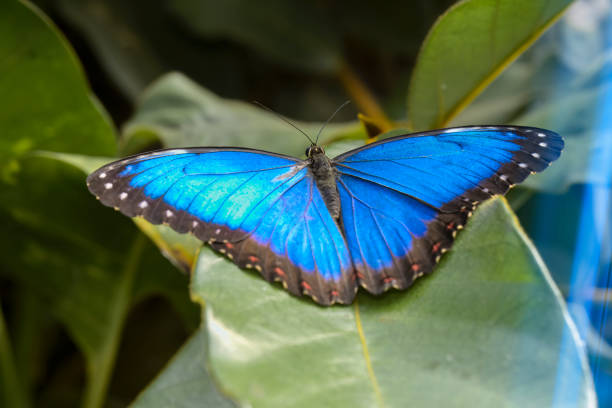istock Sky butterfly, Morpho peleides, blue butterfly from Central America on a green leaf 1420920566