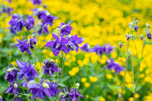 Aquilegia vulgaris blossom against the background of a flowering meadow, decorative decoration of the garden