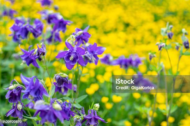 Aquilegia Vulgaris Blossom Against A Flowering Meadow Decorative Decoration Of The Garden Stock Photo - Download Image Now
