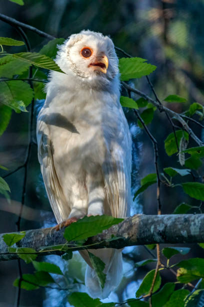 istock Albino Barred Owl perched on a tree branch, British Columbia, Canada 1420921078