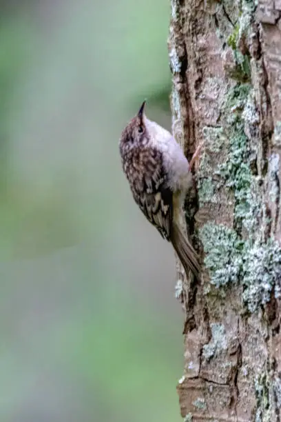 brown creeper at tree trunk