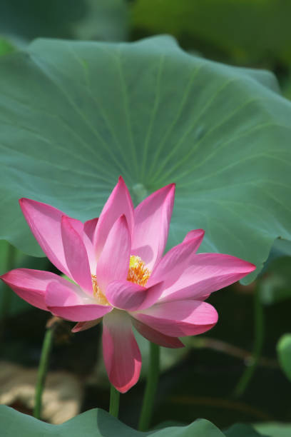 연꽃 - lotus leaf 뉴스 사진 이미지