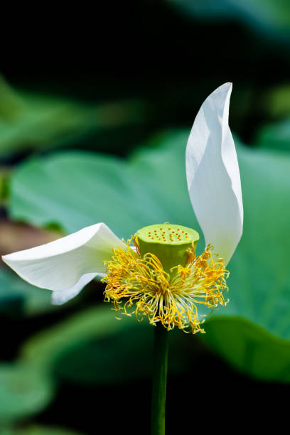 fleur de lotus - single flower flower water lily water plant photos et images de collection