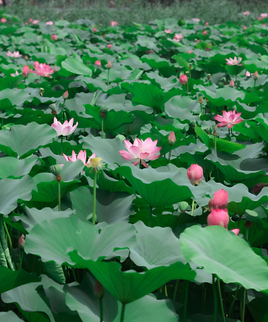 closeup of a graceful pink water lily on smoothy water surface in sunlight, water lily isolated in a pond, idyllic spa wellness background concept with copy space