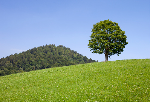 Lonely tree on a mountain meadow.