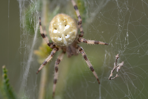 Close-up of a garden spider (Araneus) hiding in a web of cobwebs against a green background in nature.