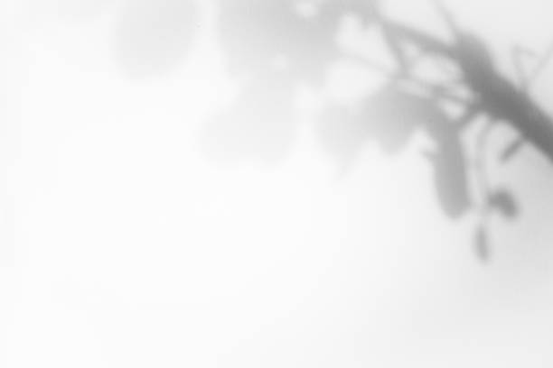 istock Leaf shadow overlay background design. Abstract natural shadow for minimalist photo effect 1420924206