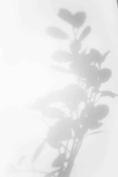 istock Leaf shadow overlay background design. Abstract natural shadow for minimalist photo effect 1420924237