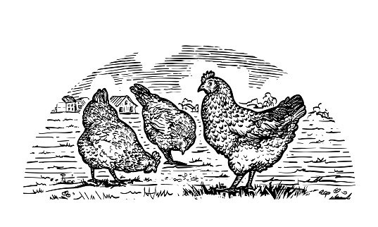 Hand drawn engraved hens on the grass in farmland. Vector illustration