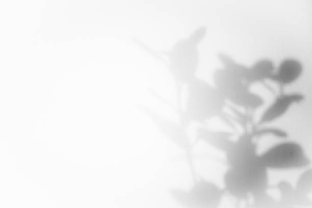 istock Leaf shadow overlay background design. Abstract natural shadow for minimalist photo effect 1420924901