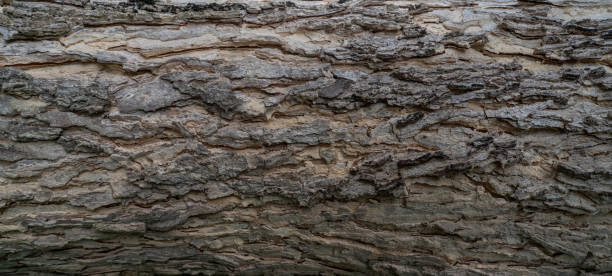 istock Full frame tree bark texture background. Gray wood skin abstract background. Pattern of natural tree bark texture. Rough surface of trunk. Nature background. Carbon neutral concept. Bark of rain tree. 1420925816
