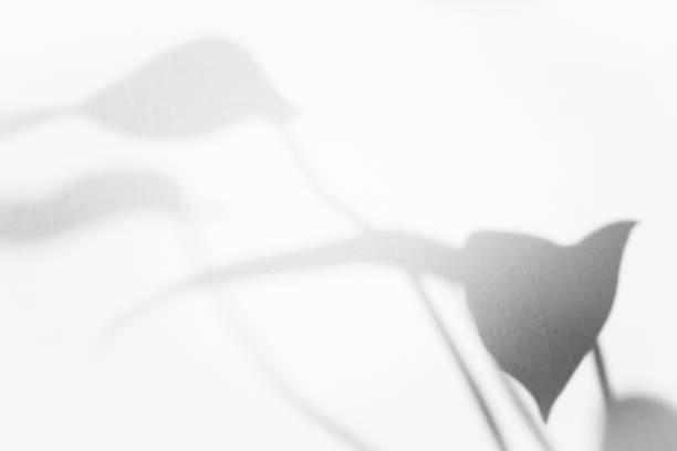 istock Leaf shadow overlay background design. Abstract natural shadow for minimalist photo effect 1420926549