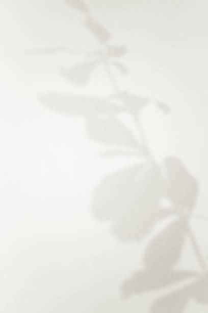 istock Leaf shadow overlay background design. Abstract natural shadow for minimalist photo effect 1420927908