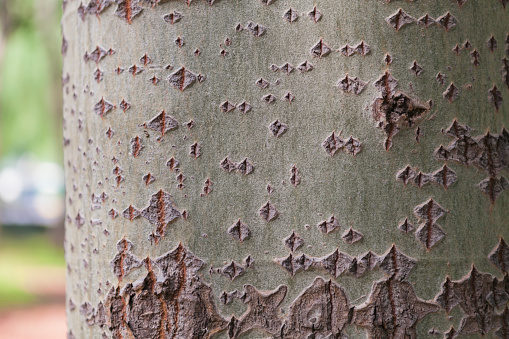 Epidermis of poplar tree