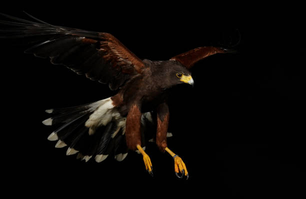 istock Harris falcon flying in black background 1420929866