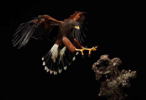 istock Harris falcon flying in black background 1420929872