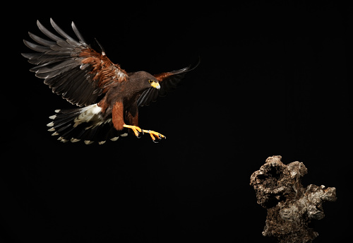 Harris falcon flying in black background