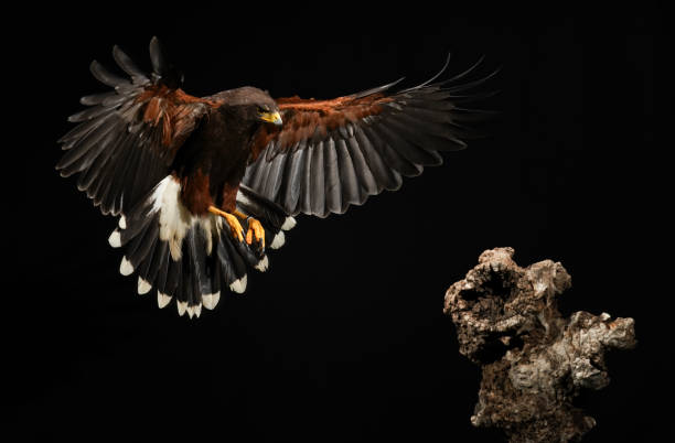 istock Harris falcon flying in black background 1420929876