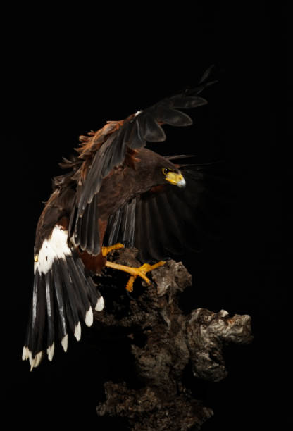 istock Harris falcon flying in black background 1420929881