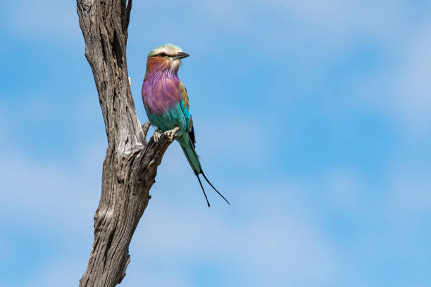 rullo al petto lilla nel delta dell'okavango, botswana - ghiandaia marina pettolilla foto e immagini stock