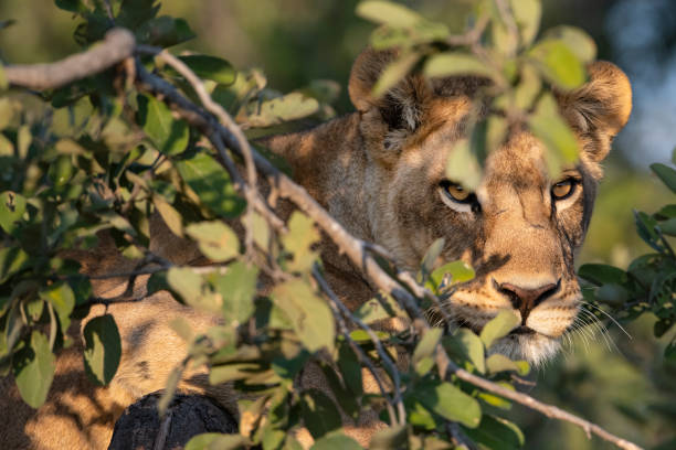 istock Female lion (Panthera leo) high up in a tree 1420930430