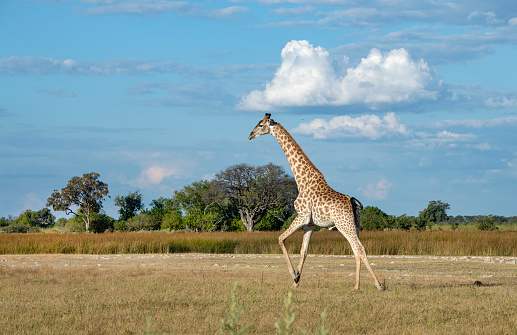 A large male Southern Giraffe (Giraffa giraffa) galopping , Moremi, Okavango Delta, Botswana.