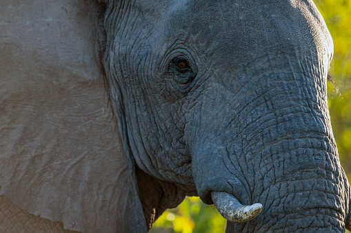 A young Caucasian woman feeds an elephant at a contact zoo, which has its trunk wrapped around her. The view of the profile.