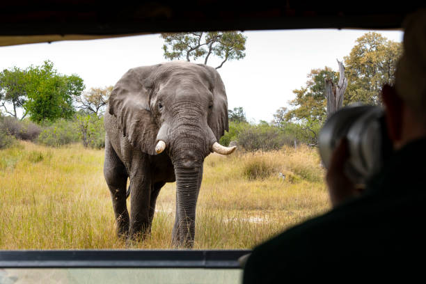 サファリの乗り物に非常に近いアフリカゾウ、オカバンゴ デルタ、ボツワナ、アフリカ - animal close up elephant animal eye ストックフォトと画像