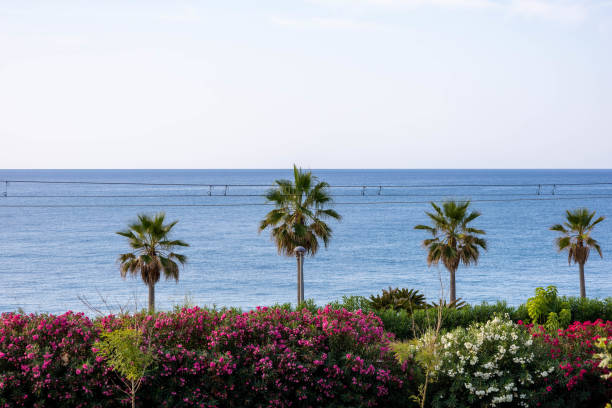 Pineda de Mar, palm trees, flowers and sea