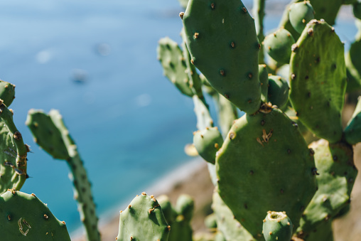 Photo of cactus and sea near Taormina, Sicily. Ships in bay, Sicily. Mediteranean sea.