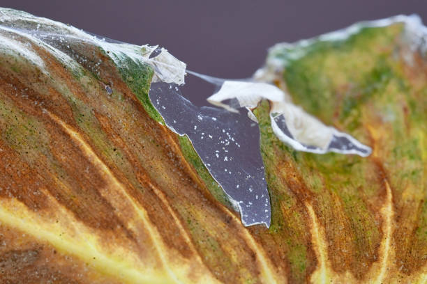 Spider mites pests with infecting sick plant leaf