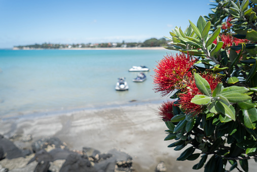 Pohutukawa trees in full bloom with blurred boats in the background, Takapuna beach, Auckland.