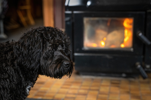 A black dog in front of a fireplace in a cosy home
